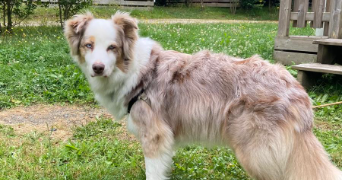 florine pet sitter à AGDE 34300_4