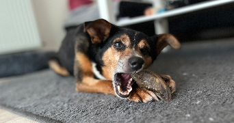 alice pet sitter à Pont-Péan 35131_4