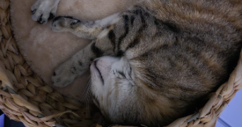isabelle cat sitter à ST GENEST LERPT 42530_8