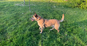 andréa pet sitter à AIGREFEUILLE SUR MAINE 44140_1
