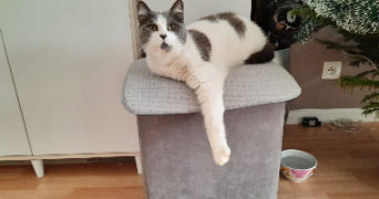 luna pet sitter à MAROLLES EN BRIE 94440_3