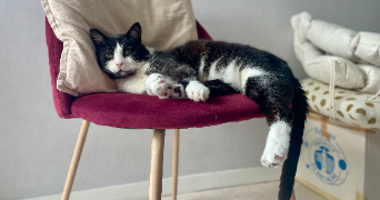 laura pet sitter à RENNES 35000_2