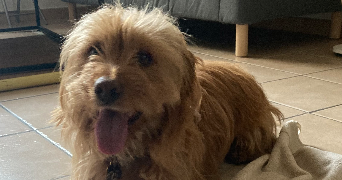yzadora pet sitter à NIMES 30000_4