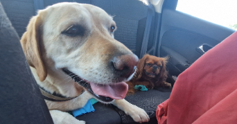 laurine pet sitter à CELLETTES 41120_6