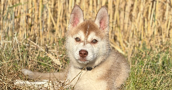 melissa pet sitter à VIS EN ARTOIS 62156_0