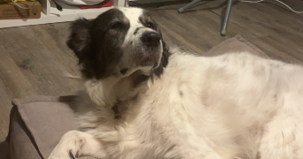 élise pet sitter à STRASBOURG 67000_1