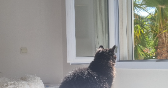 marie pet sitter à Le Cannet-des-Maures 83340_1