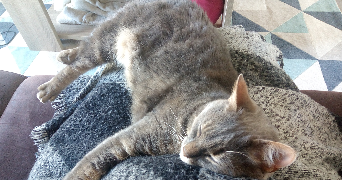 séverine pet sitter à FOUCRAINVILLE 27220_1