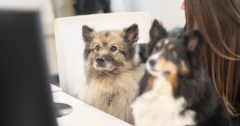 alix pet sitter à AGEN 47000_1