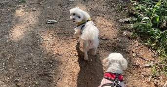 dioulissa pet sitter à ST AIGULIN 17360_1