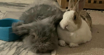 tom pet sitter à CAGNES SUR MER 06800_2