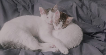 laury pet sitter à MACHECOUL ST MEME 44270_1