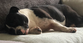 maxime pet sitter à ISSY LES MOULINEAUX 92130_2