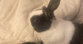 bessie pet sitter à PARIS 10 75010_9