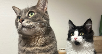 manon pet sitter à Brest 29200_7