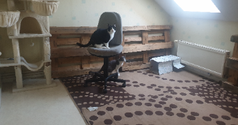 oceane cat sitter à JUVIGNY VAL D ANDAINE 61140_1