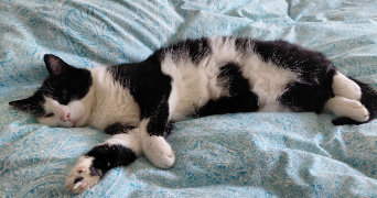 marine pet sitter à CHELLES 77500_7