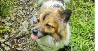 anais pet sitter à ALBERTVILLE 73200_1