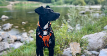 margaux pet sitter à MONTBERT 44140_5