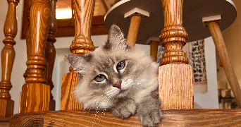 romain pet sitter à TOULOUSE 31300_3