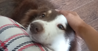 sylvianne pet sitter à GRAND COURONNE 76530_2