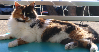 caroline pet sitter à NICE 06200_5