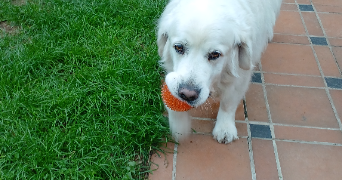 sandrine pet sitter à ANNOEULLIN 59112_2