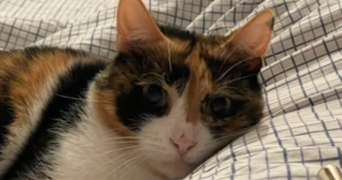 eléa pet sitter à CHAUMONT 52000_1