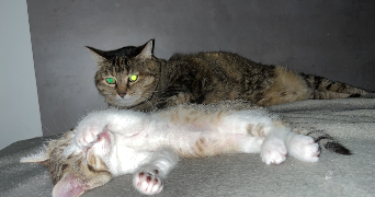 léa pet sitter à LE HAVRE 76600_2