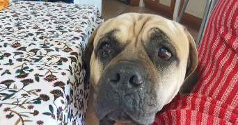 marilyn pet sitter à GRAULHET 81300_2