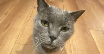 anaïs pet sitter à TOULOUSE 31300_9
