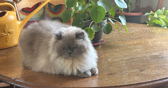 lily pet sitter à Fontenay sous bois 94120_3
