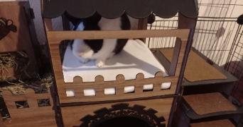 alexandra pet sitter à VAUMORT 89320_9