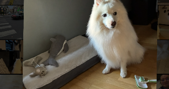 chloé pet sitter à CLAMART 92140_8