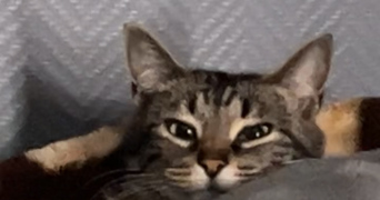 jihane cat sitter à PLAISIR 78370_1