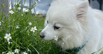 alice pet sitter à Hauts de Bienne 39400_2