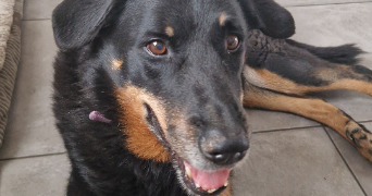 lucie pet sitter à VILLEURBANNE 69100_1