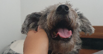 houda dog sitter à NICE 06200_1