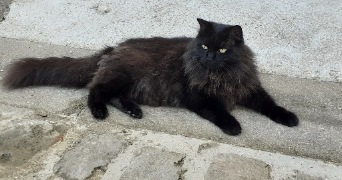 joëlle pet sitter à VIGNY 95450_1