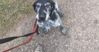 flavie pet sitter à CHAMPENOUX 54280_25