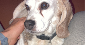 arthur pet sitter à MONTPELLIER 34090_4