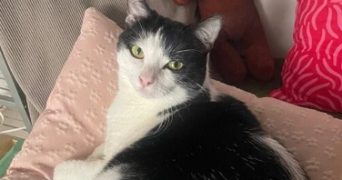 jasmine pet sitter à NANTES 44000_3