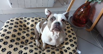 cindy pet sitter à NEUVILLE SUR OISE 95000_9