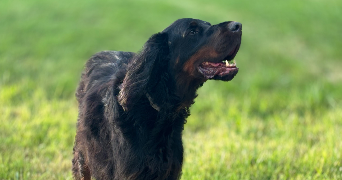 julie pet sitter à VILLERS BOCAGE 14310_8