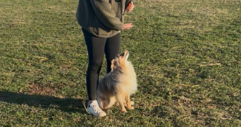 clara pet sitter à SOLLIES TOUCAS 83210_6