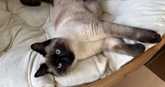 laurie pet sitter à MIRIBEL 01700_1