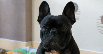 nicolas pet sitter à Clermont-Ferrand 63000_6