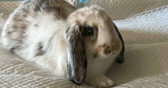 emie pet sitter à ST GIRONS 09200_3