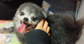 anastasia pet sitter à MONTESSON 78360_2