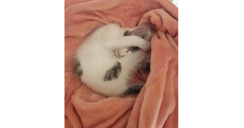 nathalie pet sitter à NANTERRE 92000_4